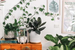 Caring for Indoor Plants