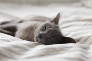 Tips to Fall Asleep