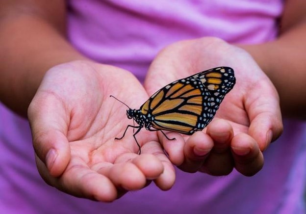 Tribute To The Monarch Butterfly